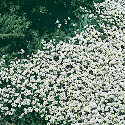 SAXIFRAGA X ARENDSII - SPRING SNOW