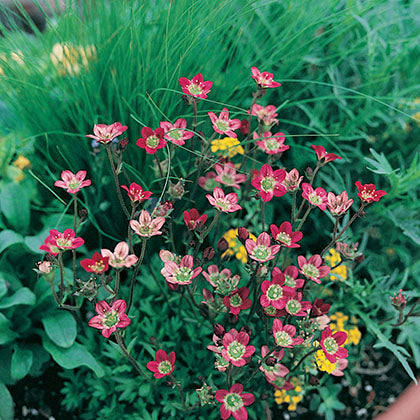 SAXIFRAGA X ARENDSII - PURPLE ROBE