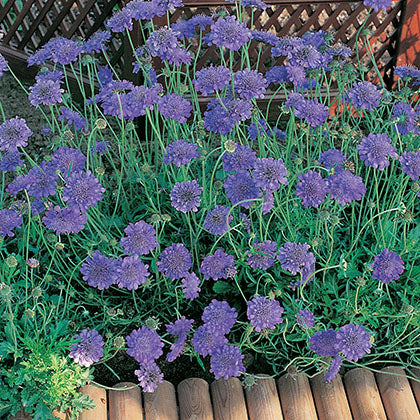 SCABIOSA COLUMBARIA - BUTTERFLY BLUE