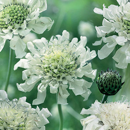 SCABIOSA CAUCASICA - PERFECTA ALBA