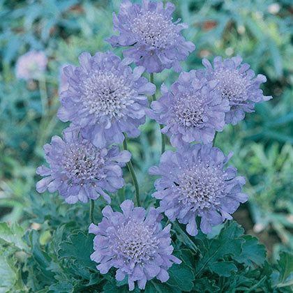 SCABIOSA CAUCASICA - BLUE PERFECTION