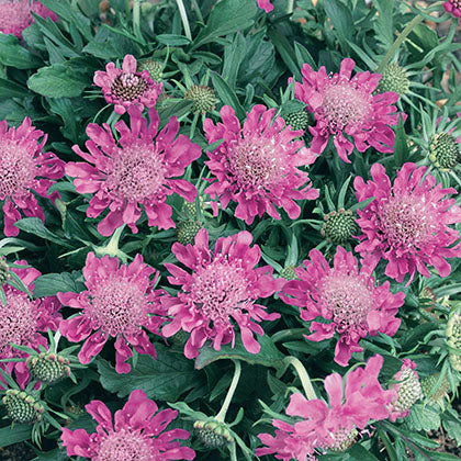 SCABIOSA JAPONICA - PINK DIAMONDS