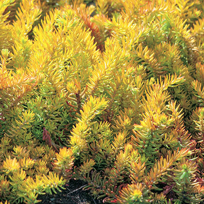 SEDUM REFLEXUM - ANGELINA