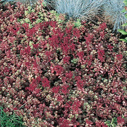 SEDUM SPURIUM - RED CARPET