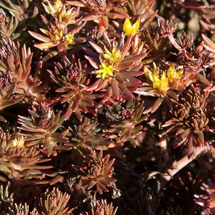 SEDUM - CHOCOLATE BALL
