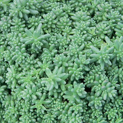 SEDUM ALBUM - CORAL CARPET