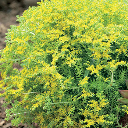 SEDUM - LEMON BALL