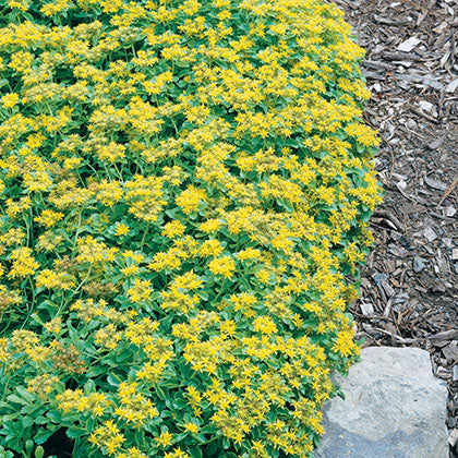 SEDUM KAMTSCHATICUM VAR. MIDDENDORFFIANUM