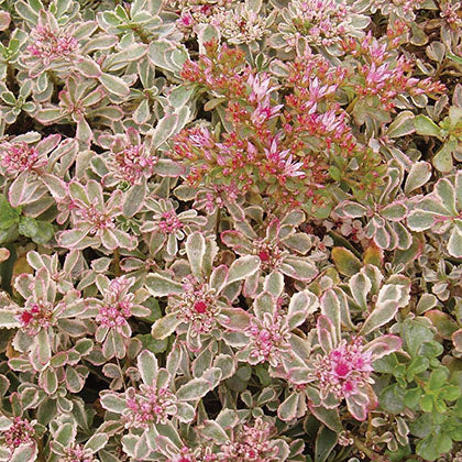 SEDUM SPURIUM - TRICOLOR