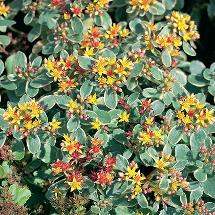 SEDUM KAMTSCHATICUM - VARIEGATUM