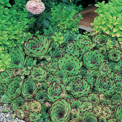 SEMPERVIVUM - BLACK