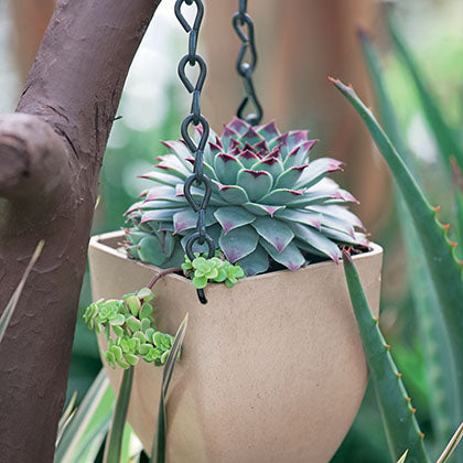 SEMPERVIVUM - KALINDA