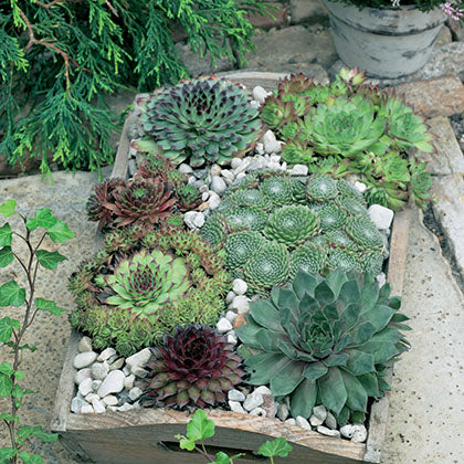 SEMPERVIVUM MIXTE