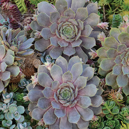 SEMPERVIVUM - PACIFIC BLUE ICE