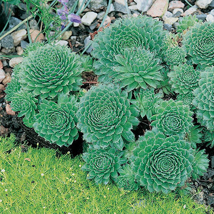 SEMPERVIVUM PILIOSEUM