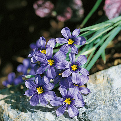 SISYRINCHIUM IDAHOENSE VAR. MACOUNII - MOODY BLUES