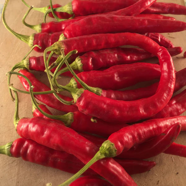 SEMENCES DE LEGUMES BIO: PIMENT FORT - RED ROCKET