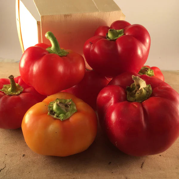 SEMENCES DE LEGUMES BIO: PIMENT FORT - ALMA PAPRIKA