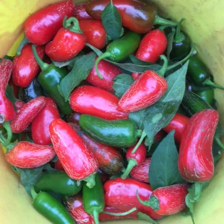 ORGANIC VEGETABLE SEEDS: HOT PEPPER - EARLY JALAPENO