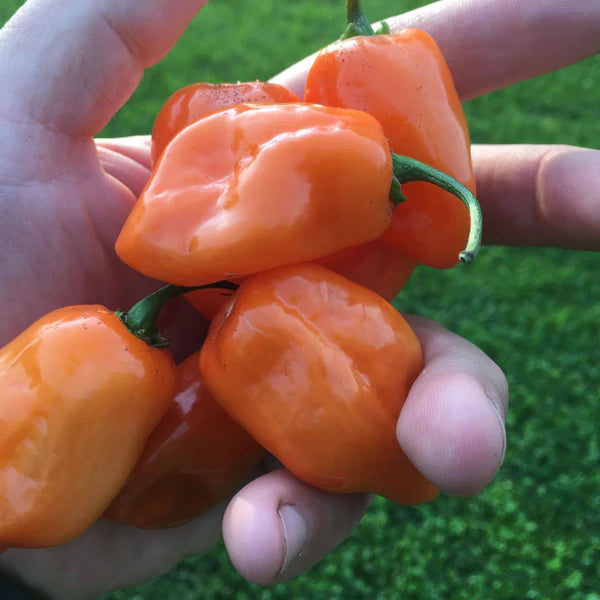 ORGANIC VEGETABLE SEEDS: HOT PEPPER - ORANGE HABANERO