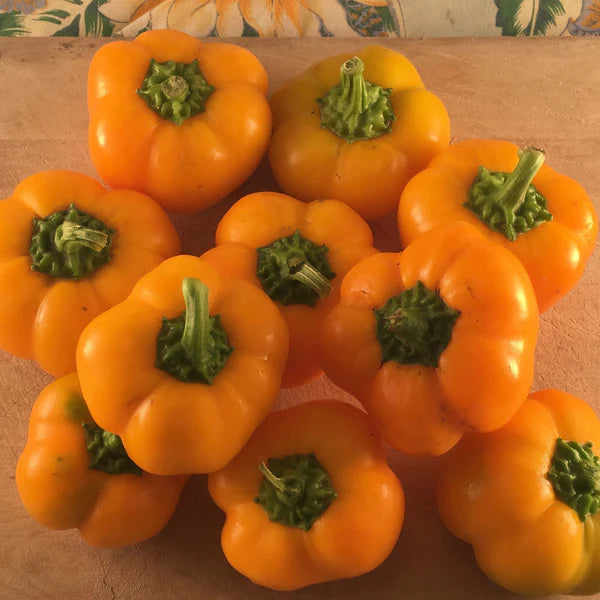 SEMENCES DE LEGUMES BIO: POIVRON DOUX - DOE HILL