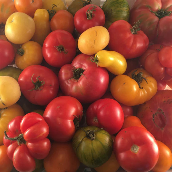 SEMENCES DE LEGUMES BIO: TOUTES LES TOMATES TOURNE-SOL