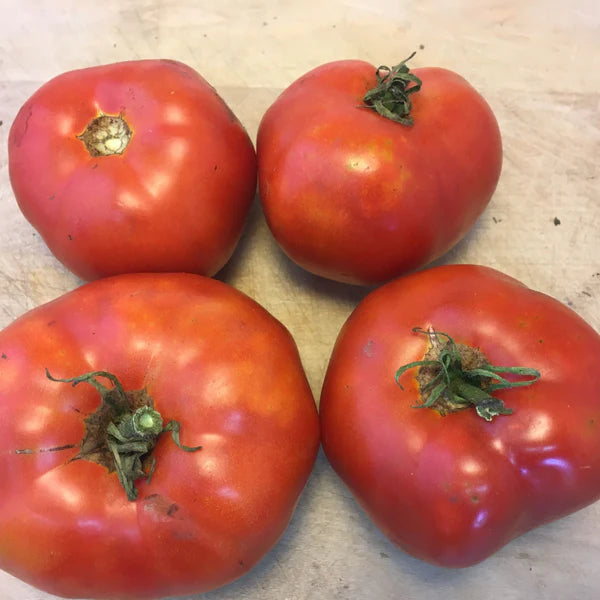 SEMENCES DE LEGUMES BIO: TOMATE ROUGE - MOSKVICH