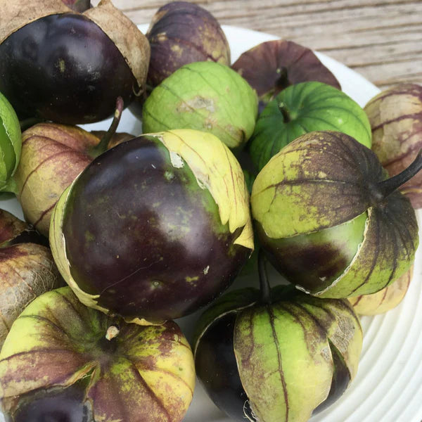 SEMENCES DE LEGUME BIO: TOMATILLO MAUVE