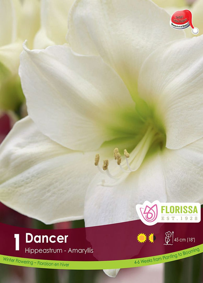 AMARYLLIS XMAS BLOOM DANCER PKG