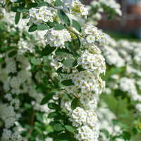 SPIRAEA NIPPONICA - SNOWMOUND