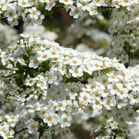 SPIRAEA NIPPONICA - SNOWMOUND