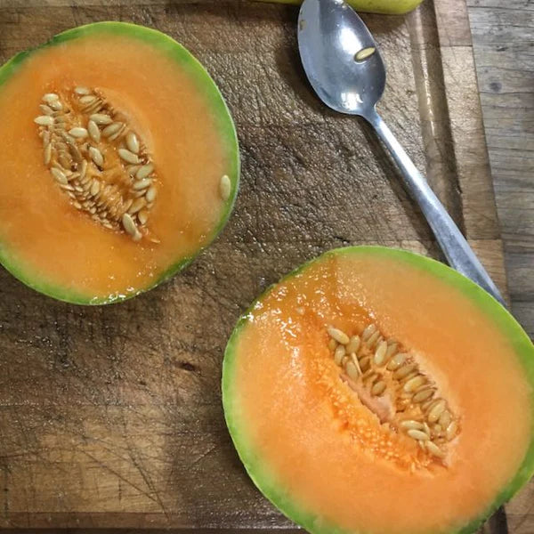 SEMENCES DE LEGUMES BIO: MELON - OKA