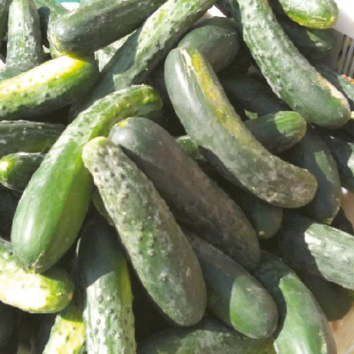 SEMENCES DE LEGUMES BIO: CONCOMBRE - MARKETMORE 76