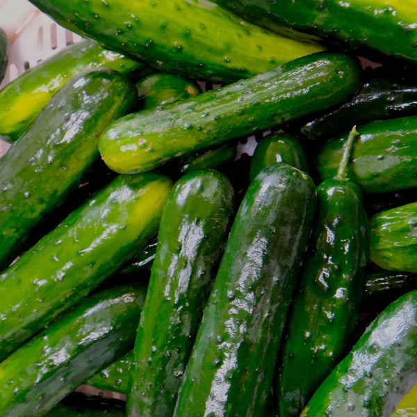 SEMENCES DE LEGUMES BIO: CONCOMBRE - DES CHAMPS TOURNE SOL
