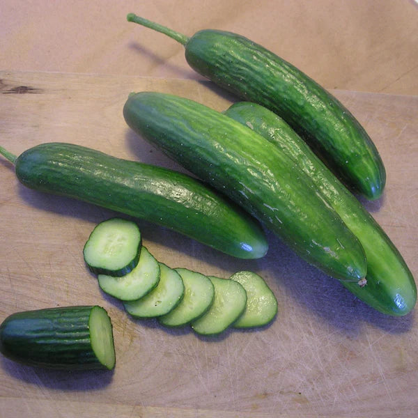 SEMENCES DE LEGUMES BIO: CONCOMBRE LIBANAIS - SUPER ZAGROSS