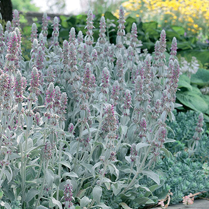 STACHYS BYZANTINA