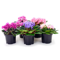 SAINTPAULINA IONANTHA (VIOLETTE AFRICAINE)