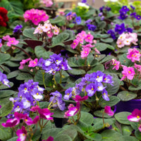 SAINTPAULINA IONANTHA (VIOLETTE AFRICAINE)
