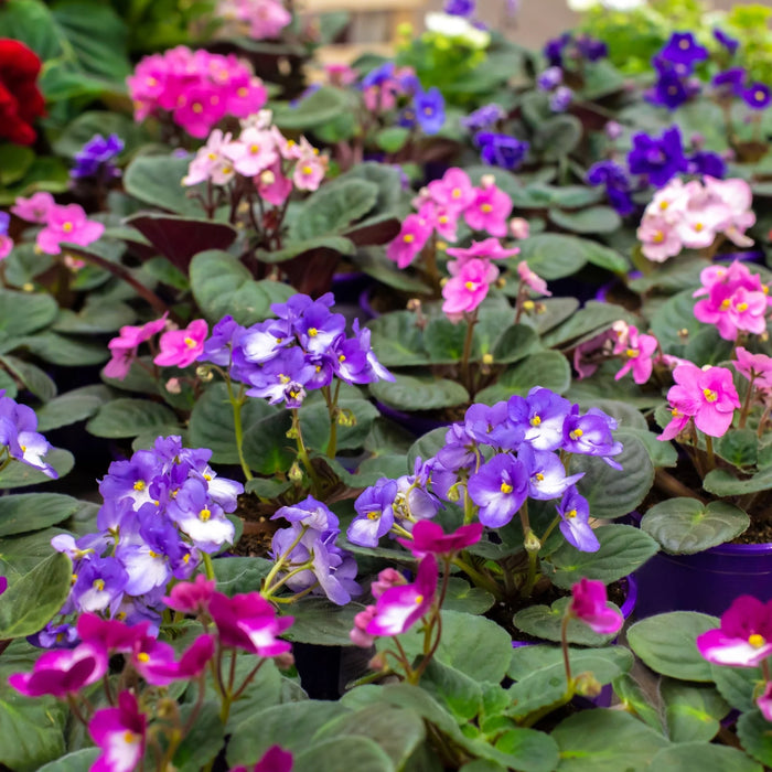 SAINTPAULINA IONANTHA (VIOLETTE AFRICAINE)