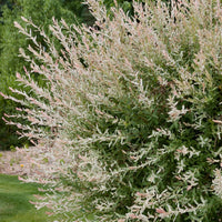 SALIX INTEGRA - HAKURO NISHIKI