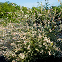 SALIX INTEGRA - HAKURO NISHIKI