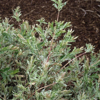 SALIX INTEGRA - HAKURO NISHIKI