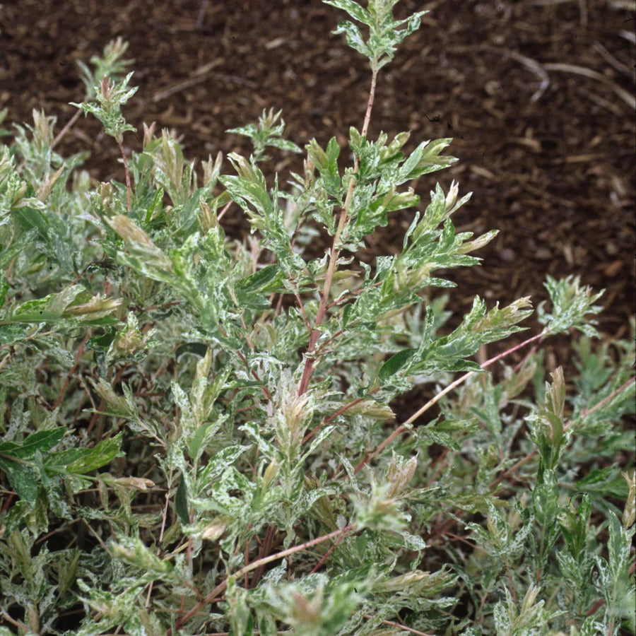 SALIX INTEGRA - HAKURO NISHIKI