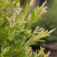 SALIX INTEGRA - HAKURO NISHIKI