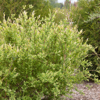 SALIX INTEGRA - HAKURO NISHIKI