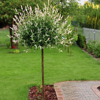 SALIX INTEGRA - HAKURO NISHIKI