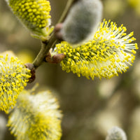 SALIX CAPREA - PENDULA