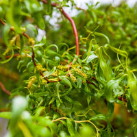 SALIX CAPREA - PENDULA