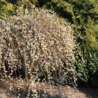 SALIX CAPREA - PENDULA