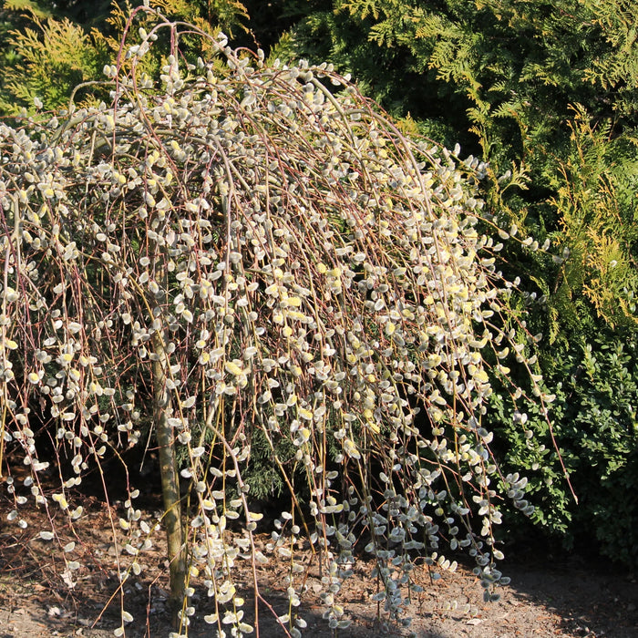 SALIX CAPREA - PENDULA